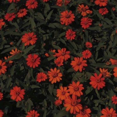 AOA体育官方入口